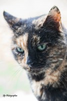/album/animaux/img-8066-copie-jpg/